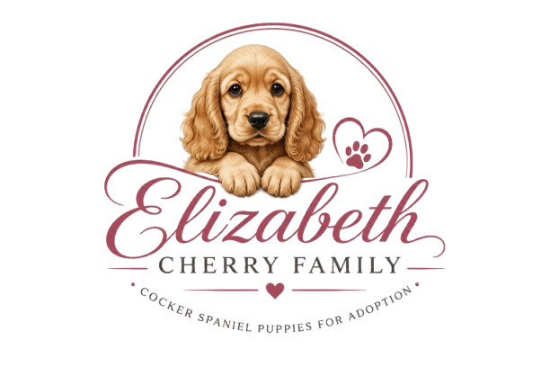 Cocker Spaniel Puppies For Adoption