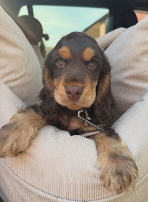 Enzo
