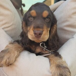 Enzo