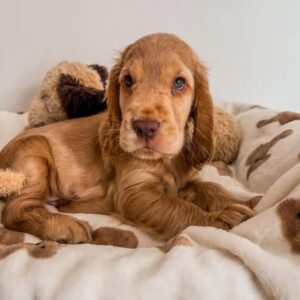 Teddy