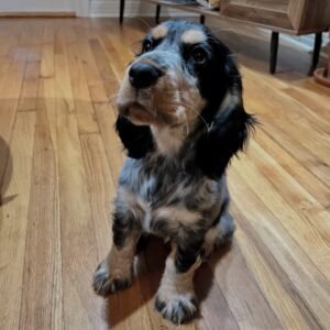 Daisy