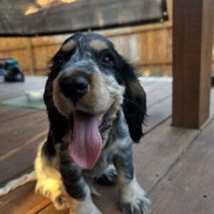 Daisy