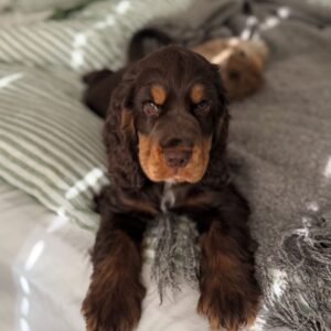 Suzan
