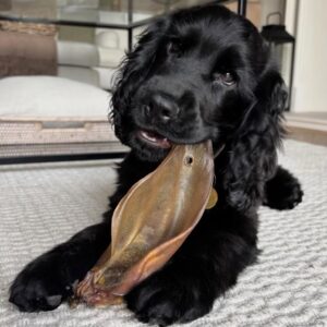 Cooper